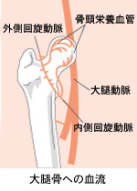 大腿骨への血流